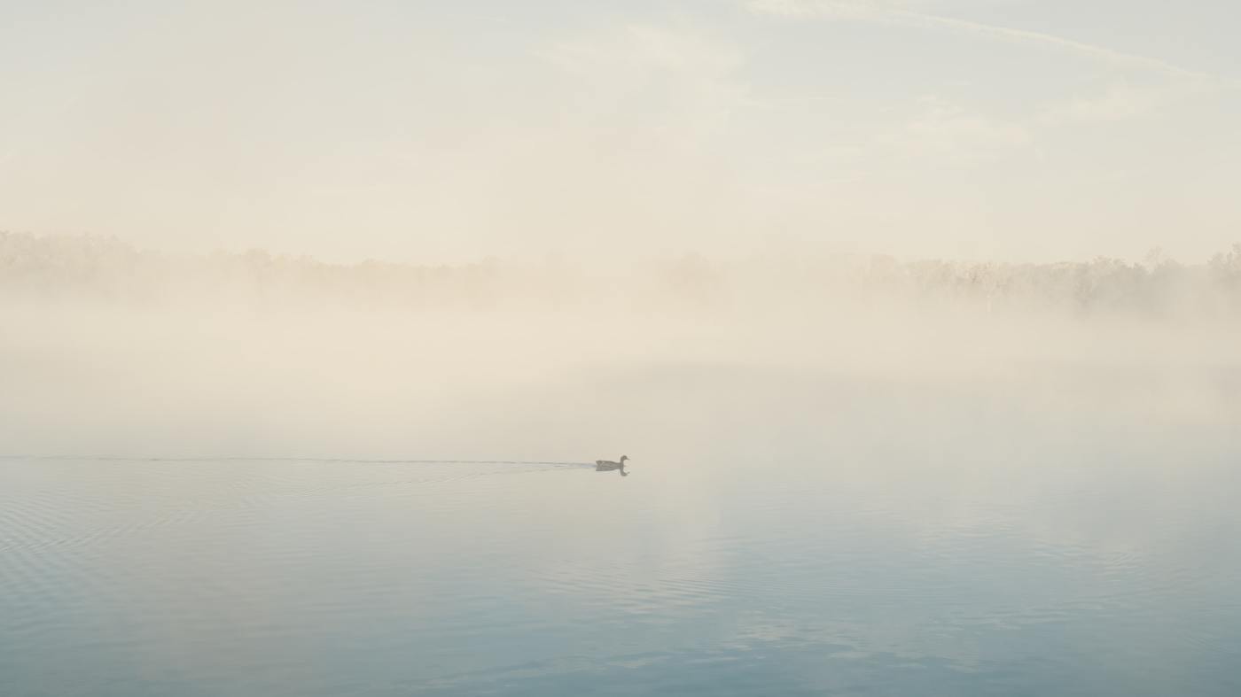 A lonely duck swimming by itself in a foggy lake.