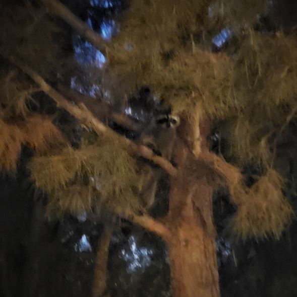 Surprised raccoon staring down from pine tree.